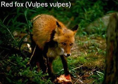 RedFox